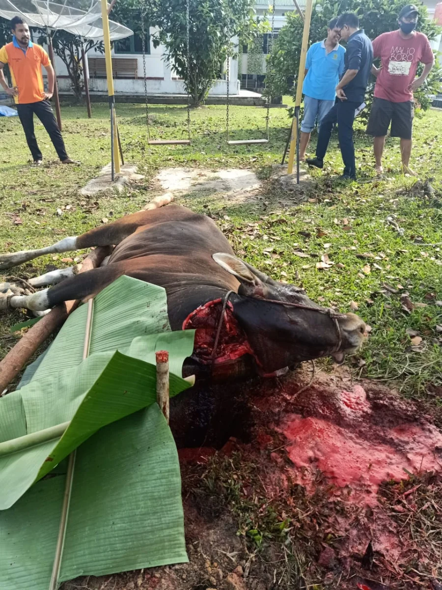 Pemotongan Hewan Qurban Idul Adha 1441 H Tahun 2020 Pada Pengadilan Negeri Siak Sri Indrapura
