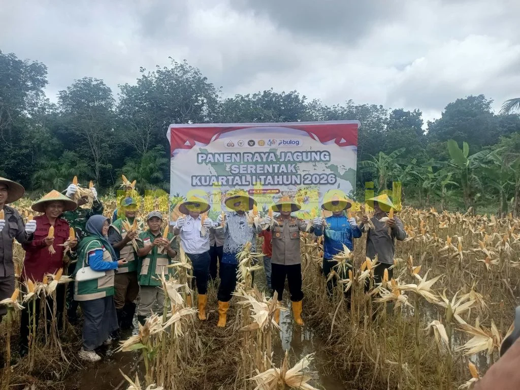 Panen Raya Jagung Serentak Kuartal I Tahun 2026